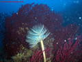 scuba diving photo