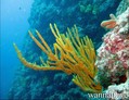 scuba diving photo