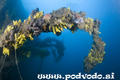 scuba diving photo