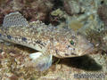 scuba diving photo