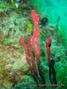 scuba diving photo