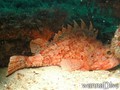scuba diving photo