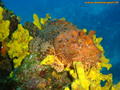 scuba diving photo