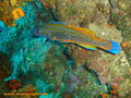 scuba diving photo