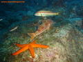 scuba diving photo