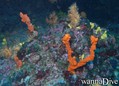 scuba diving photo