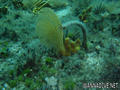 scuba diving photo