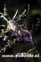 scuba diving photo