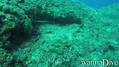 scuba diving photo