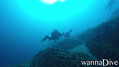 scuba diving photo