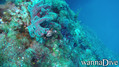 scuba diving photo
