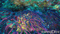 scuba diving photo
