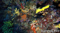 scuba diving photo