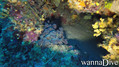 scuba diving photo