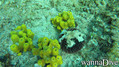 scuba diving photo
