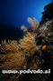 scuba diving photo