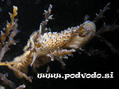scuba diving photo