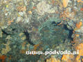 scuba diving photo