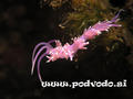 scuba diving photo