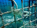 scuba diving photo