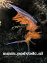 scuba diving photo