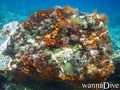 scuba diving photo