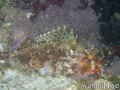 scuba diving photo