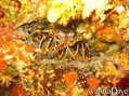 scuba diving photo