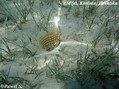 scuba diving photo