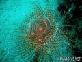 scuba diving photo