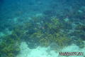 scuba diving photo