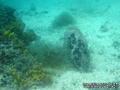 scuba diving photo