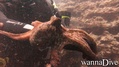 scuba diving photo