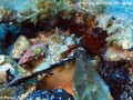 scuba diving photo