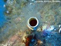 scuba diving photo