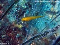 scuba diving photo