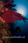 scuba diving photo