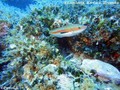 scuba diving photo