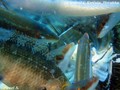 scuba diving photo