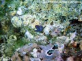 scuba diving photo
