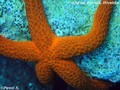 scuba diving photo