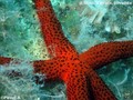 scuba diving photo