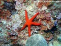 scuba diving photo