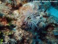 scuba diving photo