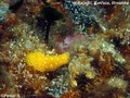 scuba diving photo