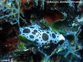 scuba diving photo