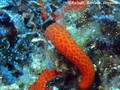 scuba diving photo