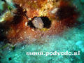 scuba diving photo
