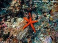 scuba diving photo