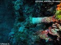 scuba diving photo